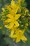 St John\'s wort