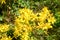 St. JohnÂ´s Wort in blossom. Blooming yellow flowers on mountain at summer. Bunch of Hypericum perforatum on the meadow. Close up