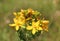 St John`s-wort or common Saint John wort