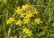 St. John`s wort flowers. Hypericum perforatum in a field