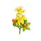 St John's wort herb isolated digital art illustration. Hypericum perforatum, perforate St John's-wort, flowering plant