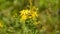 St. John\'s Wort,Hypericum perforatum