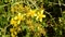 St. John\'s Wort,Hypericum perforatum