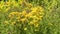 St. John\'s Wort,Hypericum perforatum