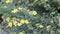 St. John\'s wort, Hypericum perforatum, medicinal plant
