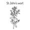 St. John s wort Hypericum perforatum , medicinal plant.