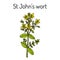 St. John s wort Hypericum perforatum , medicinal plant