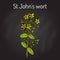 St. John s wort Hypericum perforatum , medicinal plant