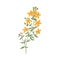 St. John's wort, medicinal herbal flower. Botanical retro drawing of goatweed plant. Realistic Hypericum perforatum