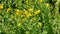 St. John\'s wort, medicinal plant with flower