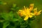 St. John`s wort yellow healthy plant on the meadow