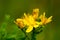 St. John`s wort yellow healthy plant on the meadow