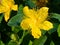 St. John`s Wort or Yellow Rose of Sharon, Hypericum calycinum, flower close-up, selective focus, shallow DOF