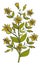 St John Wort plant. Healthy medical herb drawing