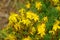 St Johns wort