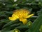 St Johns Wort