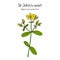 St. Johns wort Hypericum perforatum , medicinal plant