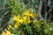 St Johnswort wildflowers Mallorca