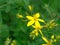 St johnswort yellow flowers blooming in the meadow