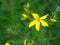 St johnswort yellow flowers blooming in the meadow