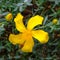 St. Johnâ€˜s wort coris l., clusiaceae, flowers, yellow. Botanical Garden, Frankfurt, Germany, Europe
