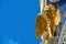 St Mark`s basilica or San Marco closeup, beautiful rooftop on blue sky background, Venice, Italy. Detail of ornate exterior