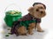 St Patrick\'s Day Dog with pot of gold