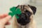 St. Patrick`s Day dog pug with blurred paper green clover
