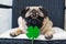 St. Patrick`s Day dog pug with paper green clover