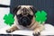 St. Patrick`s Day dog pug with paper green clover