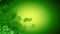 St. Patrick\'s Day - Green Four Leaf Clover Animation