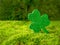 St. Patrick's Day. Natural background of moss and clover shamrock with space for text. Irish Holiday