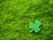 St. Patrick's Day. Natural background of moss and clover shamrock with space for text. Irish Holiday
