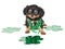 St. Patrick\'s Day Puppy