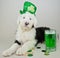 St Patrick\'s Day Puppy