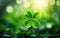 St Patricks Day Blurred Background. Big four leaf clover in the center, close up, luck winning. Green grass, bokeh, de focus,