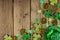 St Patricks Day corner border with shamrocks, gold coins & leprechaun hat over rustic wood