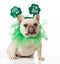 St Patricks Day dog