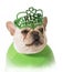 St Patricks Day dog