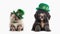 St. Patricks day kitten and puppy dressed in green leprechaun hats.