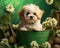 St Patricks Day Maltipoo Puppy 2 - St Patricks Day Maltipoo Puppy in Green Bucket