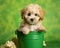 St Patricks Day Maltipoo Puppy 2 - St Patricks Day Maltipoo Puppy in Green Bucket