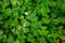 St. Patricks Day nature background, field of Shamrock plants, glowing with raindrops reflecting sunbeams