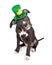 St Patricks Day Puppy Tilting Head