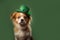 St. Patricks pomeranian puppy dog in a leprechaun hat on green background.