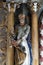 St. Peter, a statue on a high altar in the chapel of Saints Fabian and Sebastian in Gracenica, Croatia