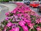 St. Petersburg, Russia - 07.11.2022: Different types of petunias flowers in a long pot. Magenta raspberry color petunias Cascadias