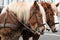 St. Petersburg, Russia, December 2019. Beautiful horses harnessed to a cart.