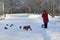 St. Petersburg, Russia, Fabruary, 22, 2018. Elderly woman with small dogs walking in the Smolny garden in winter sunny day