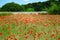 St Remy Poppy Field Vincent Van Gogh